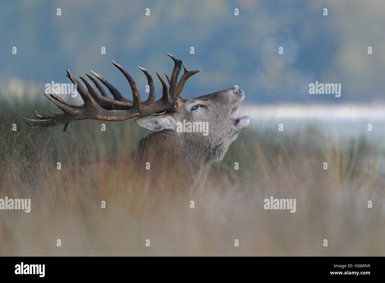 Red Deer / Rothirsch ( Cervus elaphus ), powerful stag, bellowing in high grass, visible breath cloud, on a cold October morning Stock Photo