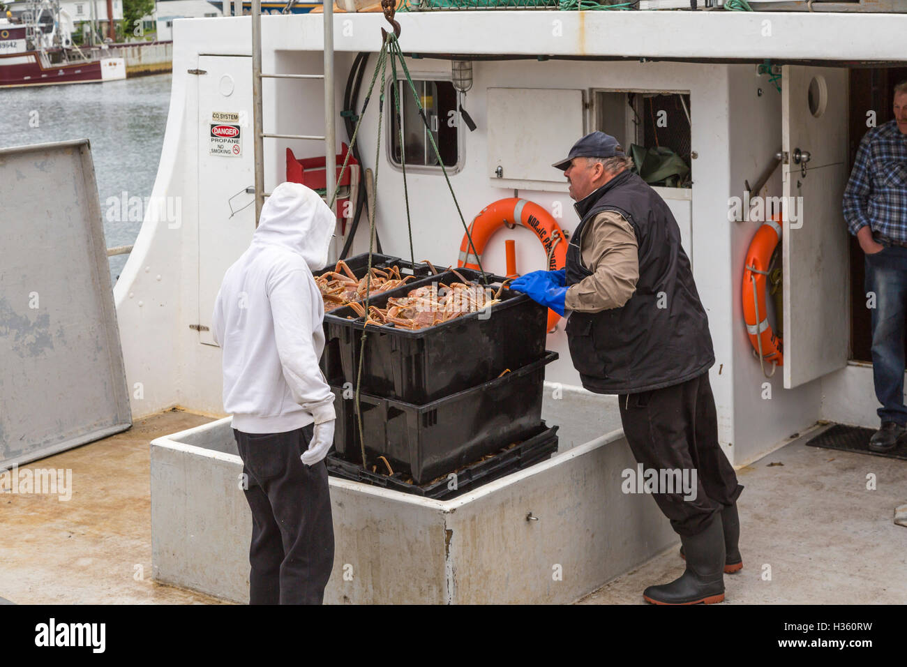 Unloading snow crab catch at Port de Grave Newfoundland and Labrador, Canada. Stock Photo