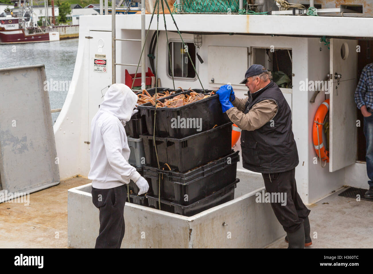 Unloading snow crab catch at Port de Grave Newfoundland and Labrador