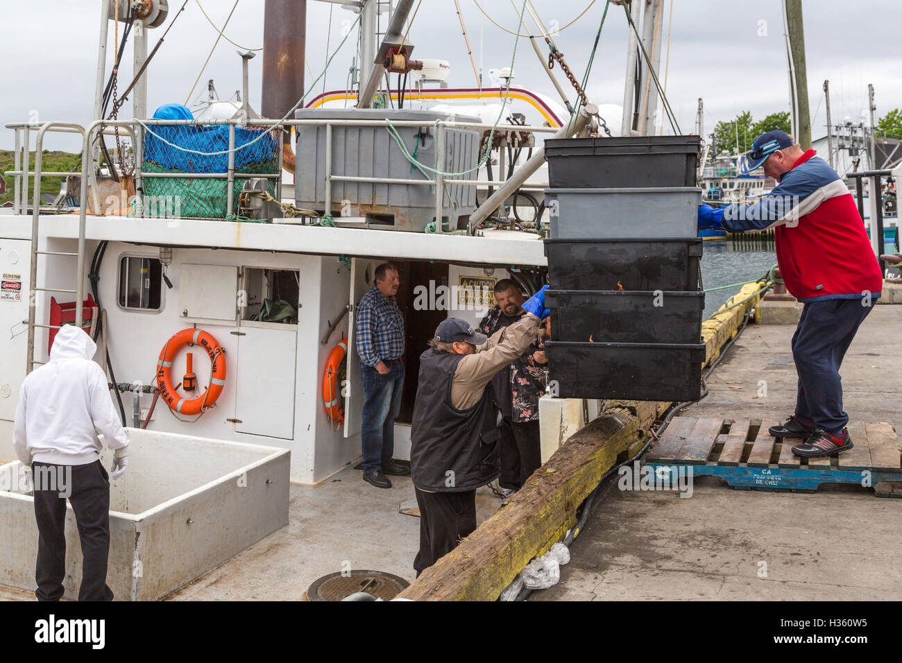Unloading snow crab catch at Port de Grave Newfoundland and Labrador