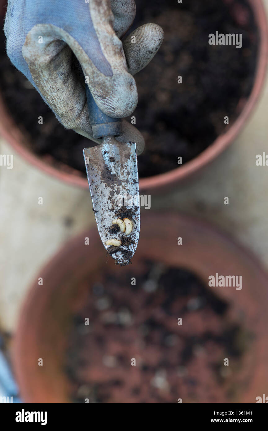 Gardeners hand holding Vine weevil larvae on a hand trowel Stock Photo