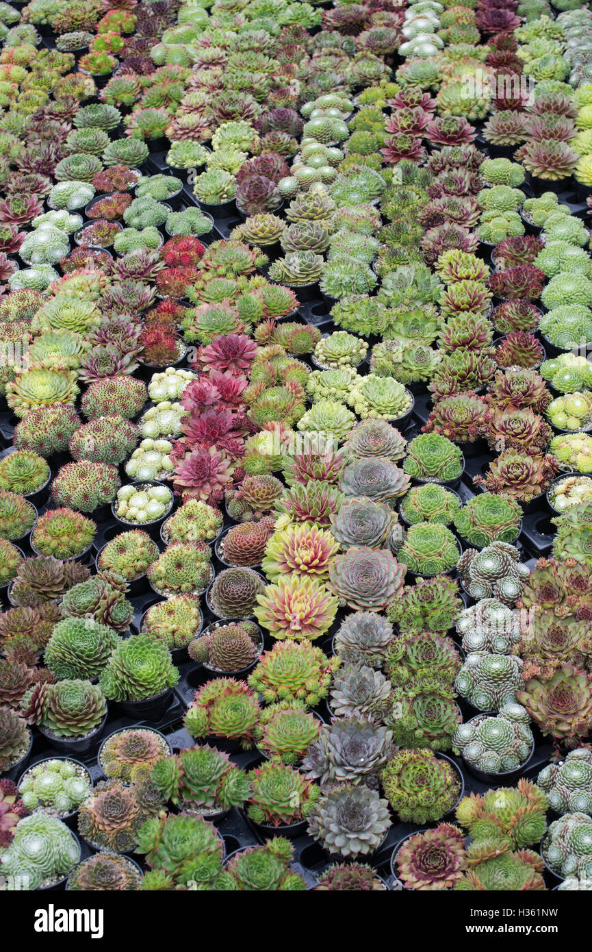Sempervivum. Houseleek plants in pots for sale at the RHS Wisley autumn flower show, Surrey, UK Stock Photo