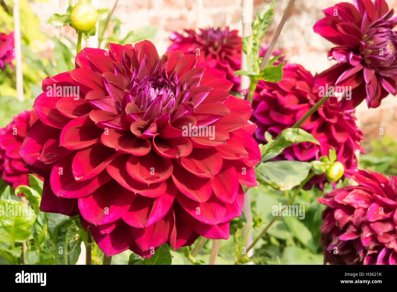 Dahlia Diva US Stock Photo