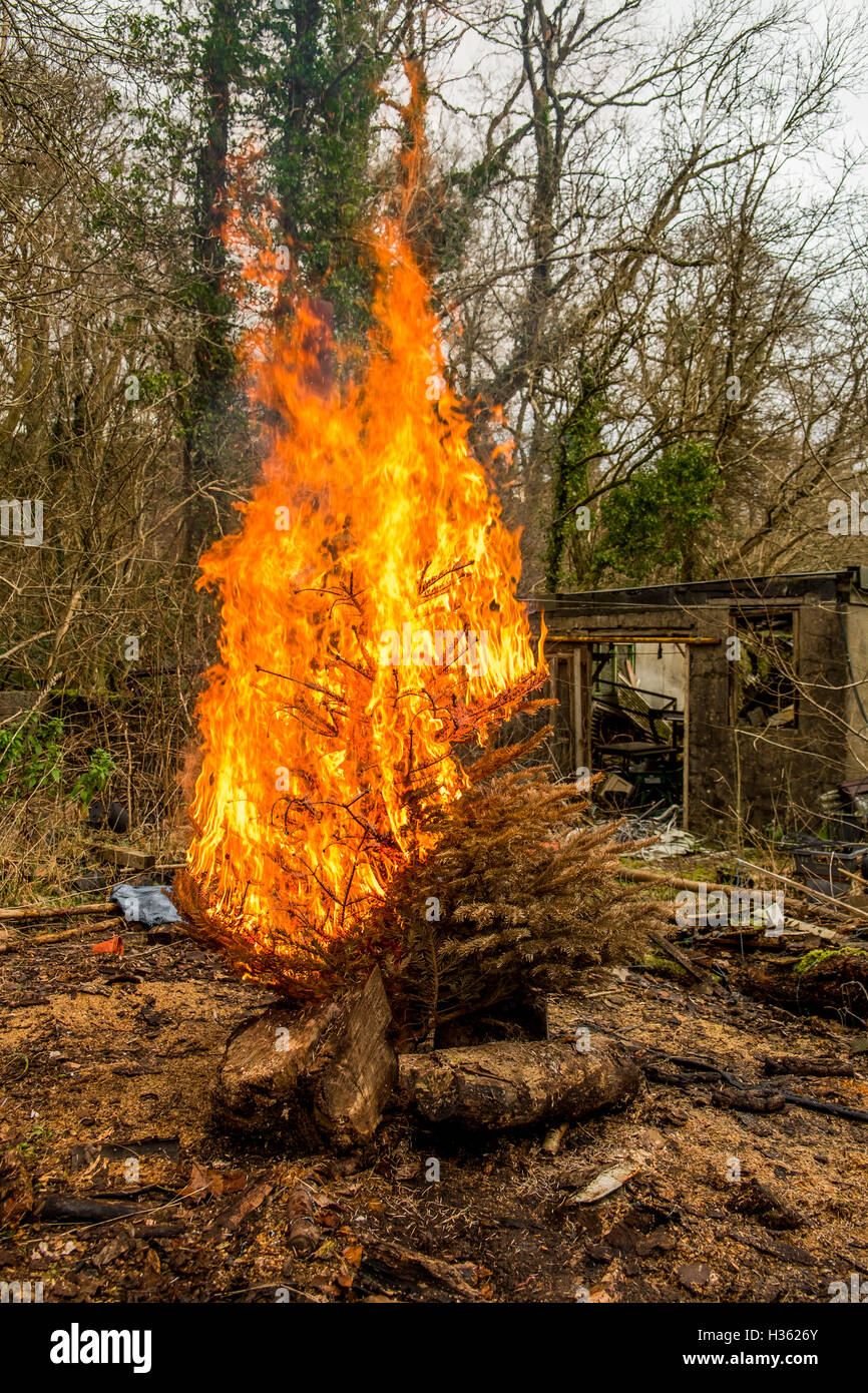 A burning Christmas tree Stock Photo