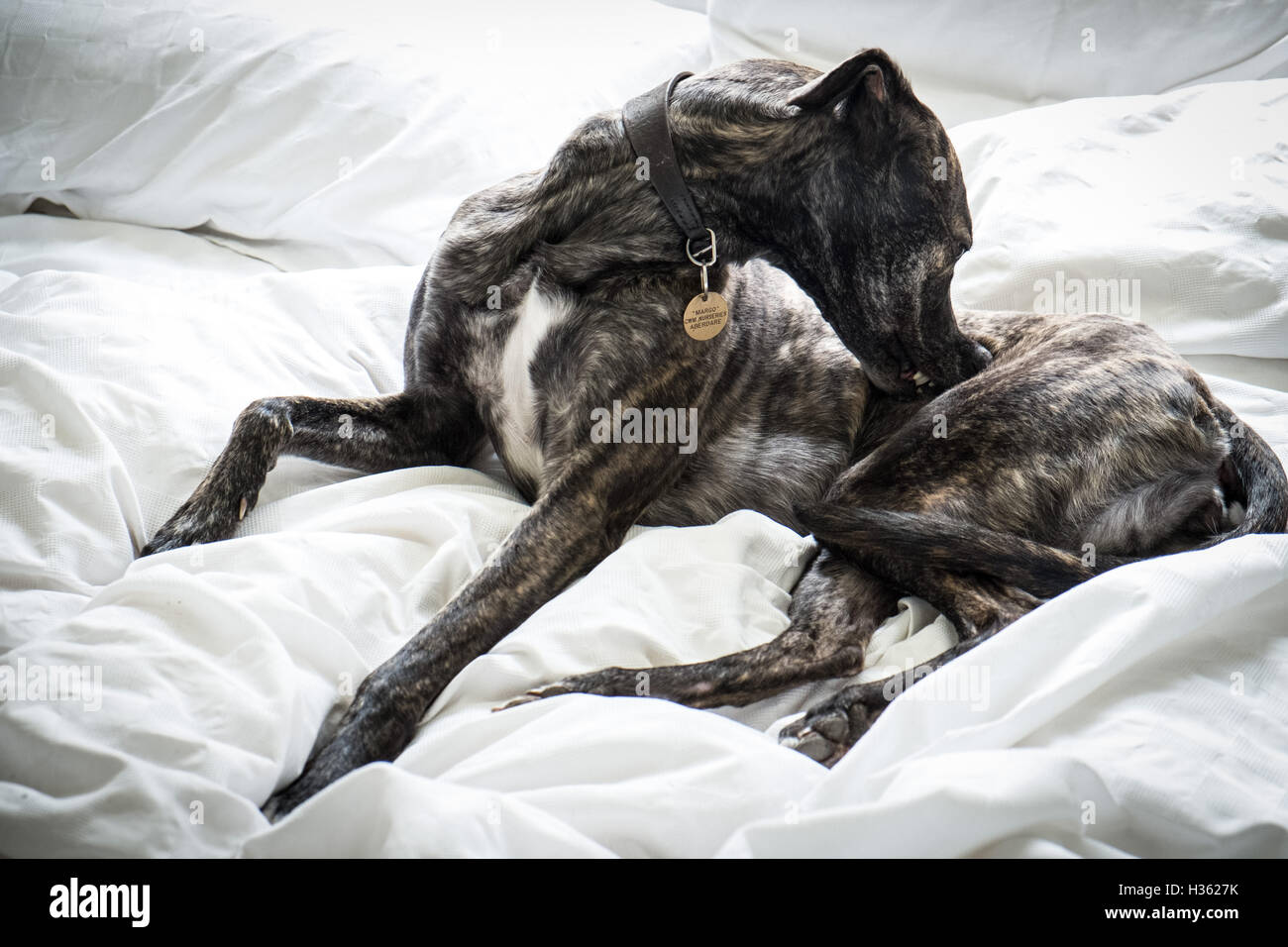 Lurcher dog lying on bed gnawing itself because it has fleas Stock Photo