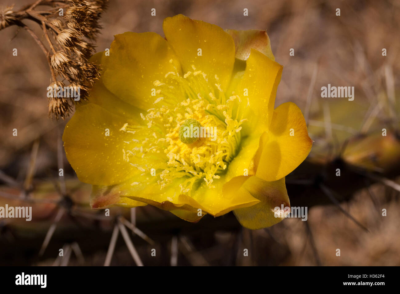 Wild prickly pear cactus flower Stock Photo