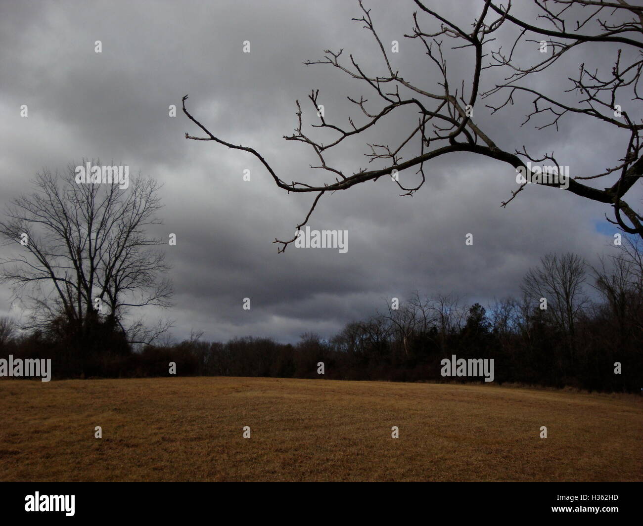 Trees woods stormy sky hi-res stock photography and images - Alamy