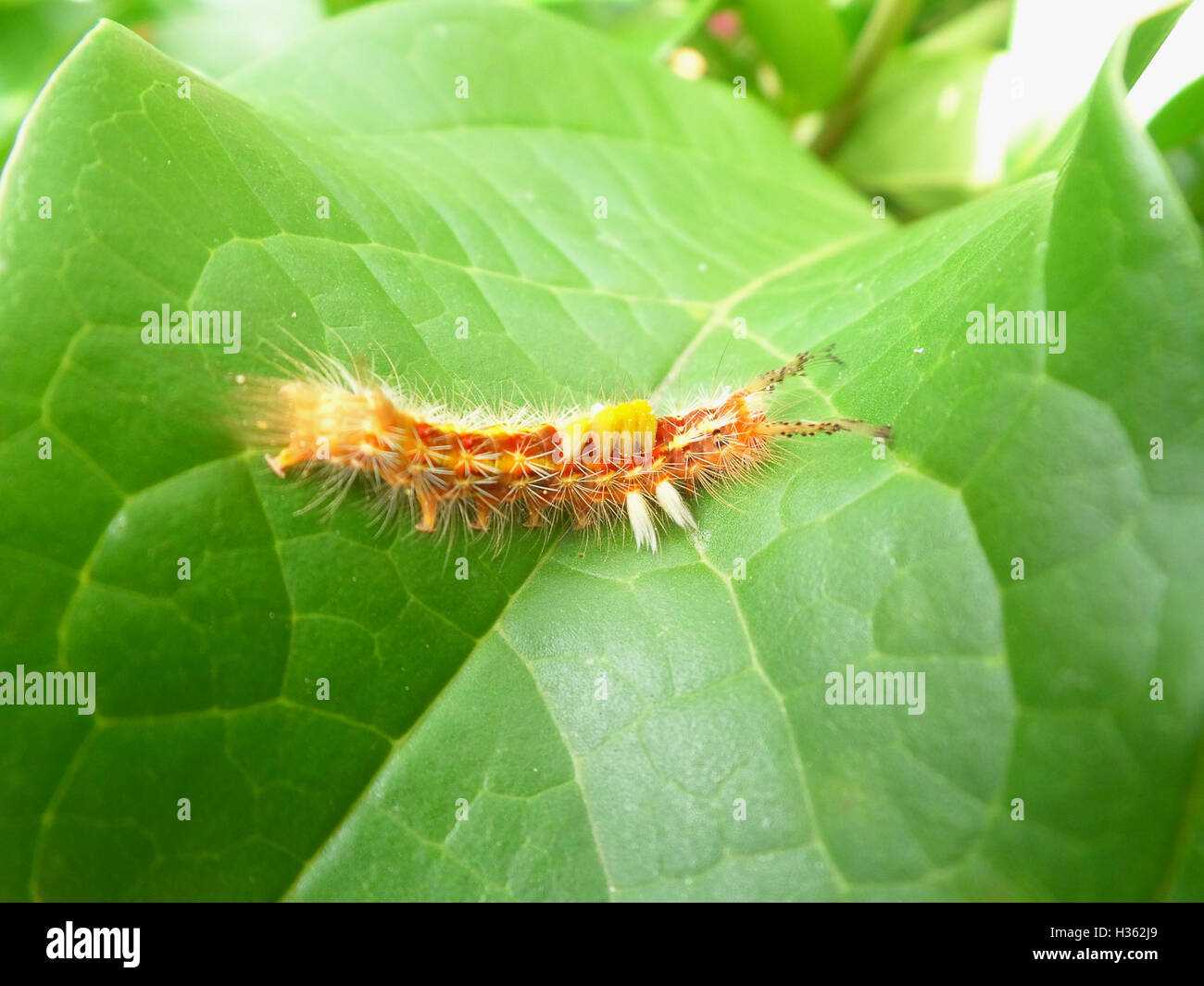 orange caterpillar stock photos