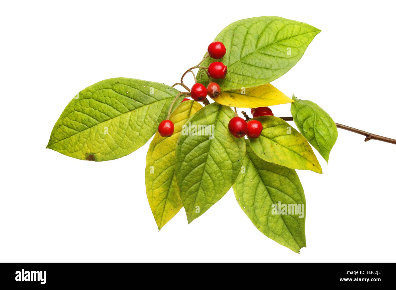 Autumn color in Cotoneaster leaves and berries isolated against white Stock Photo
