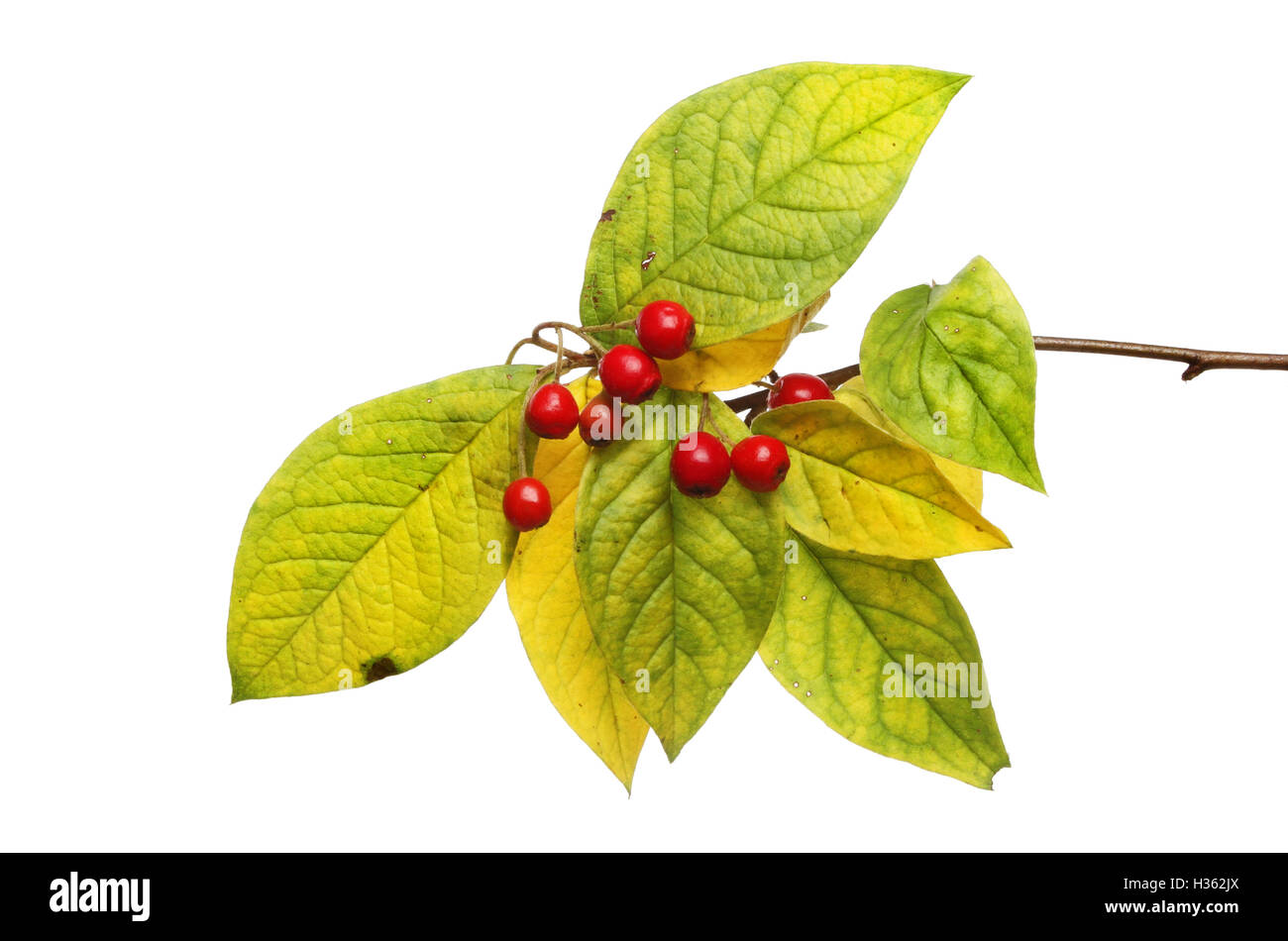 Autumnal colors of Cotoneaster leaves and berries isolated against white Stock Photo