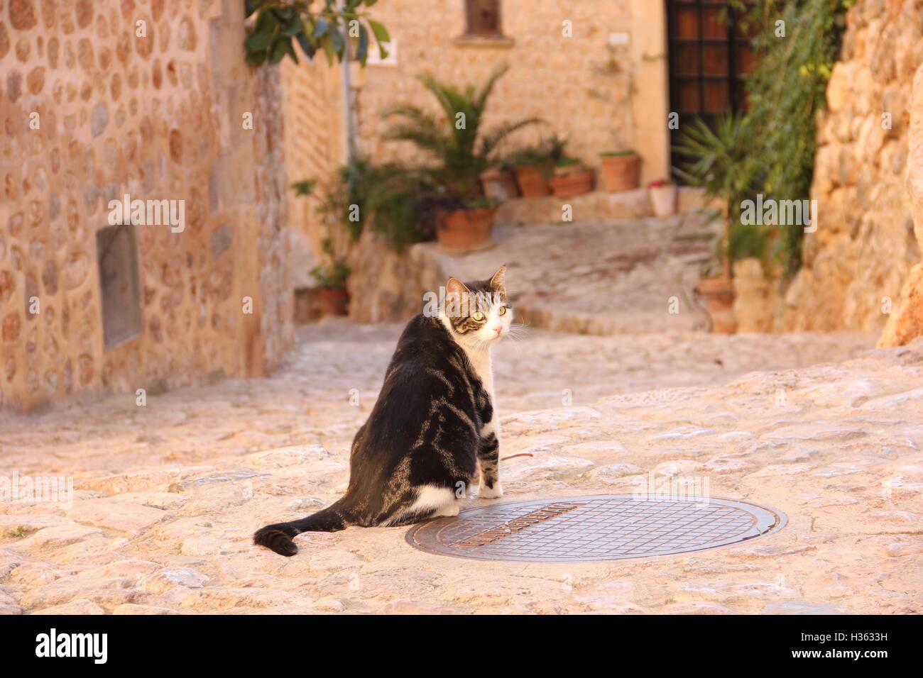 domestic cat, black tabby white, sitting in a romantic valley in the mountain village Fornalutx, Baleares, Mallorca Stock Photo