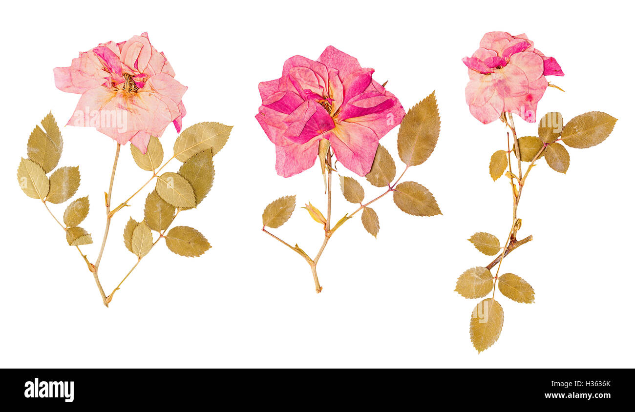 Set of small herbarium of dried pressed pink roses isolated Stock Photo Alamy