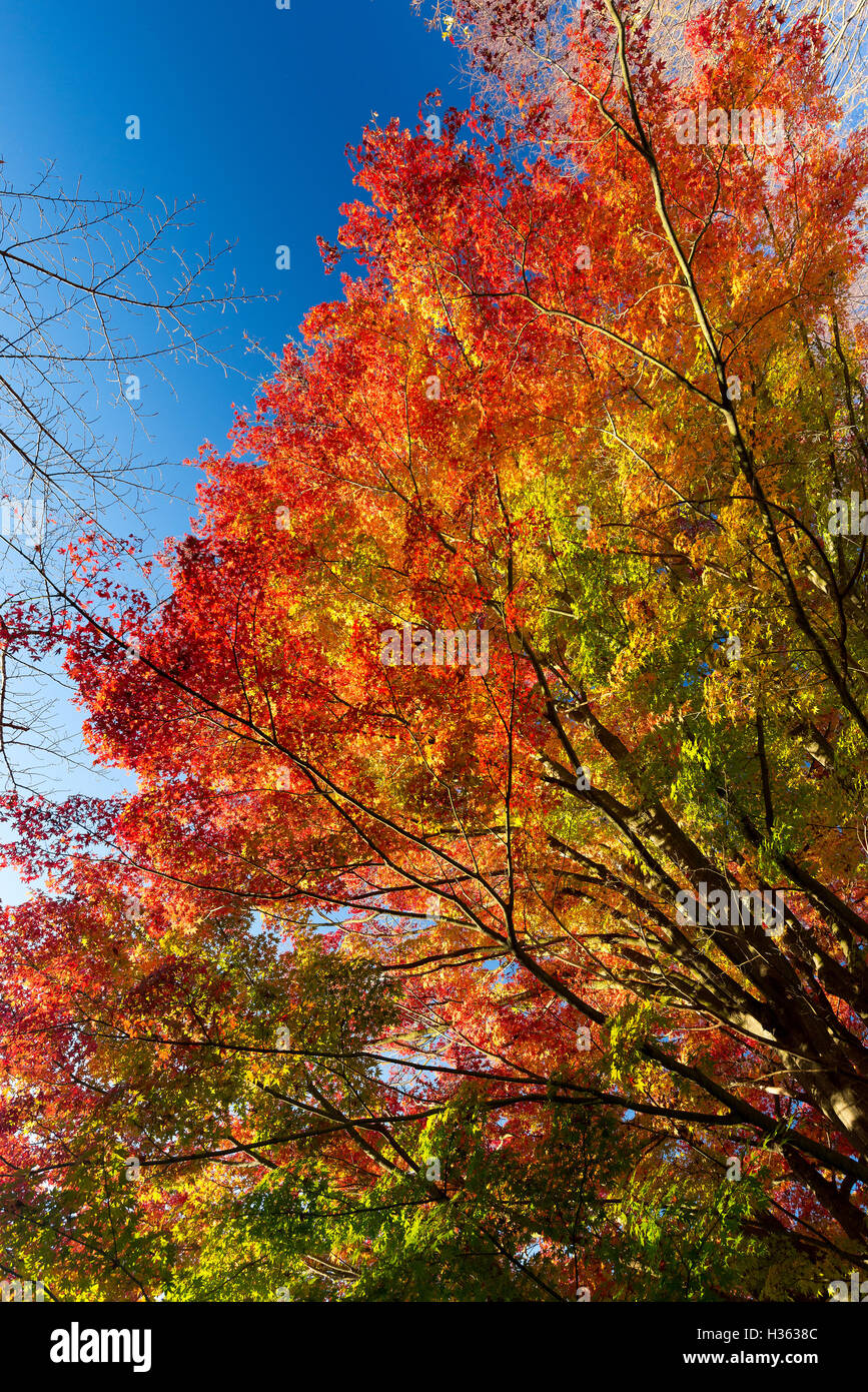 maple-leaves-change-color-in-autumn-stock-photo-alamy