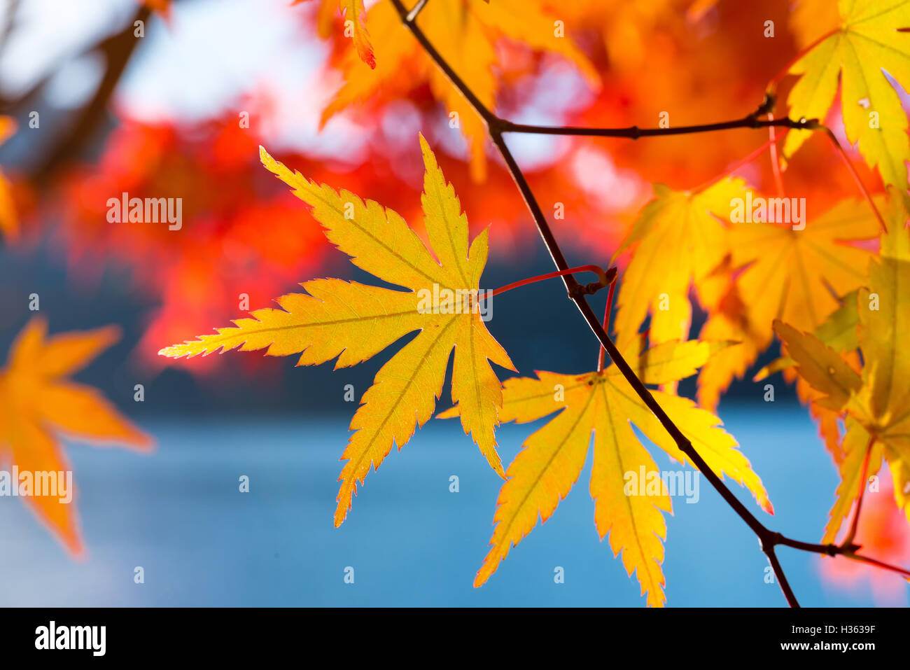 maple-leaves-change-color-in-autumn-stock-photo-alamy