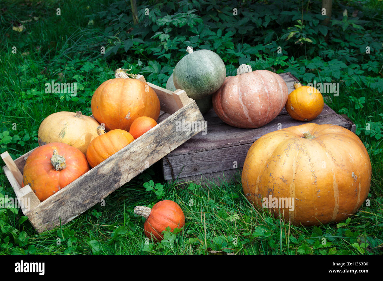 Pumpkins lying in a grass in the garden, autumn harvest Stock Photo - Alamy