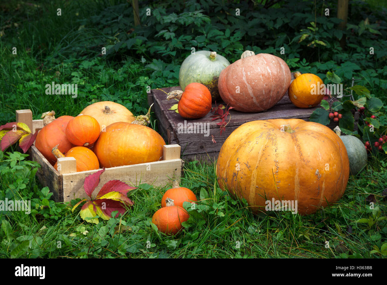 Pumpkins lying in a grass in the garden, autumn harvest Stock Photo - Alamy