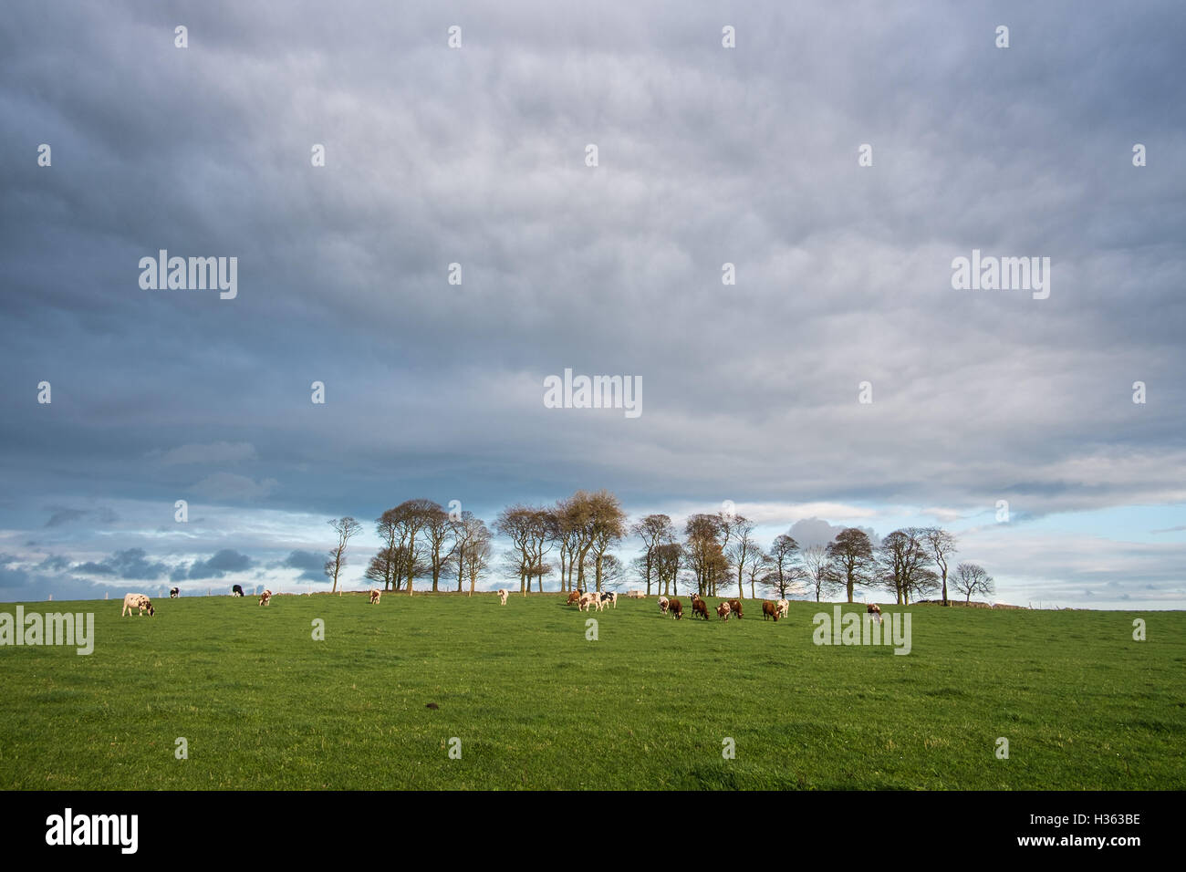 Herd of cows on a hill, set against a darkening sky Stock Photo