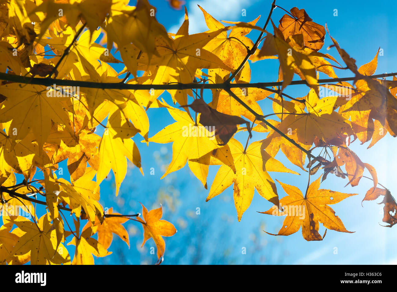 maple-leaves-change-color-in-autumn-stock-photo-alamy
