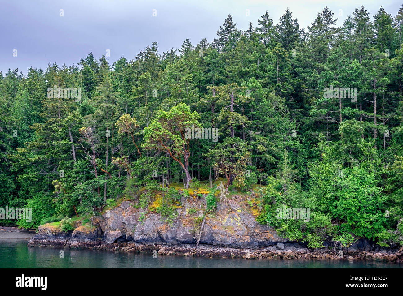 USA, Washington, San Juan Islands, Shaw Island, Forest of Douglas fir and Pacific madrone above rocky shoreline. Stock Photo