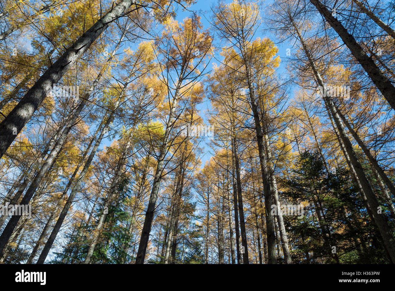 High pine trees in the forest against blue sky, Beautiful landscape Stock Photo Alamy