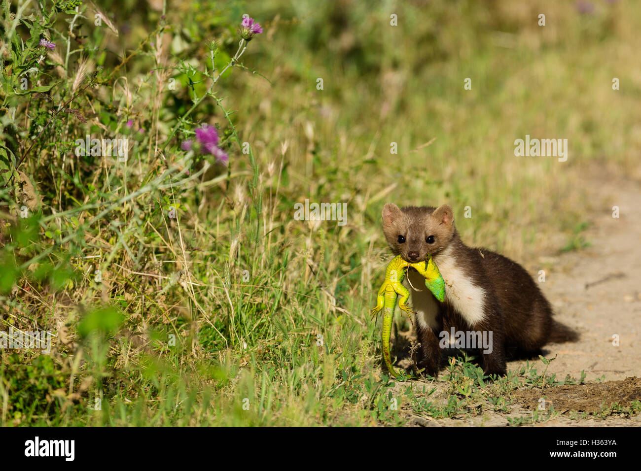 a weasel,Mustela nivalis,  hunting lezards, Camargue, France Stock Photo