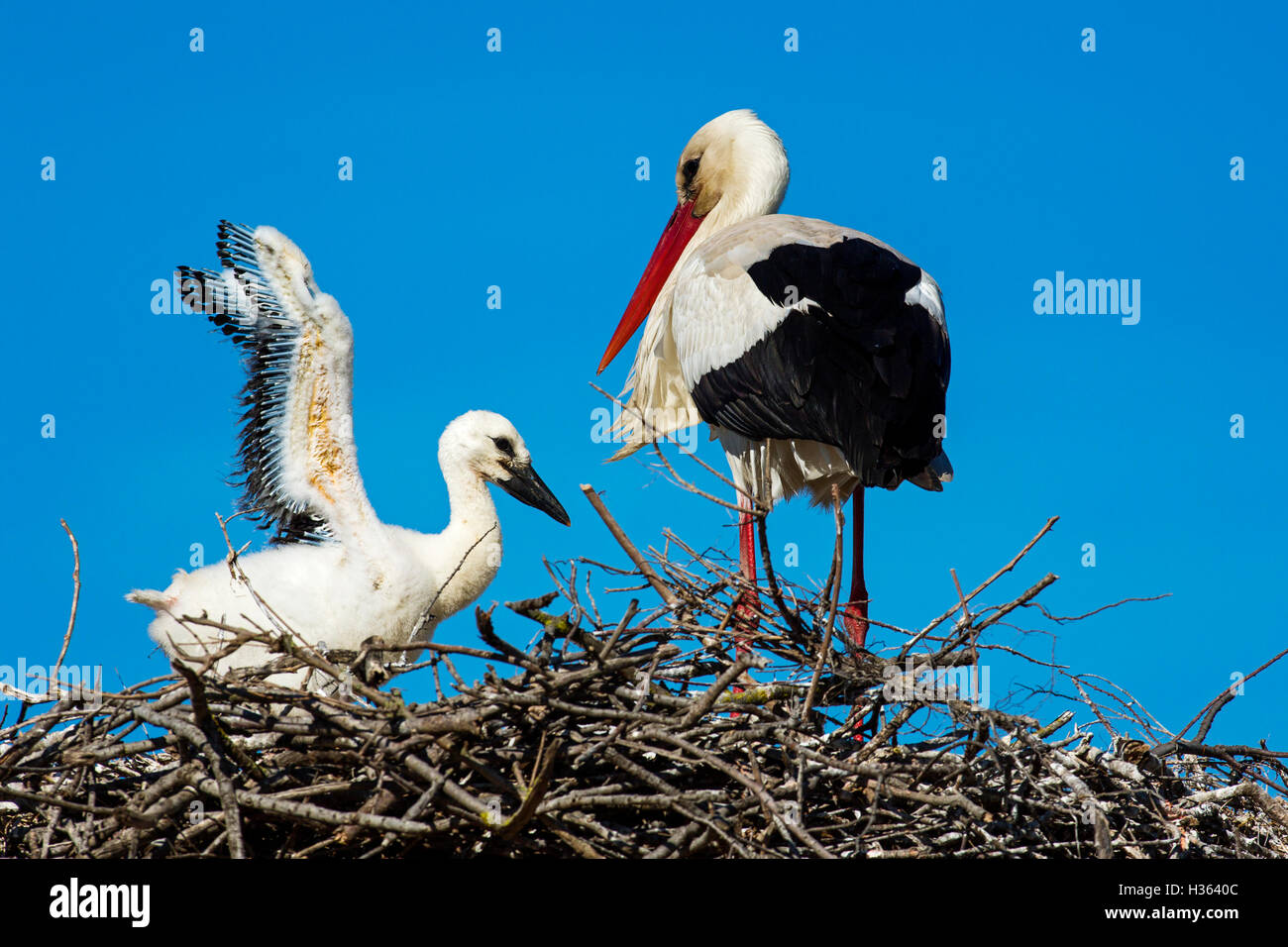 White storks and young bird in the nest ,Camargue, France Stock Photo