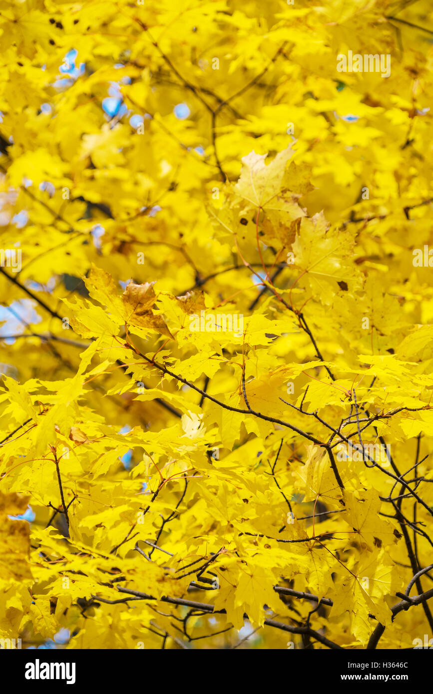 Autumn background with bright yellow maple leaves lit by sunlight Stock ...