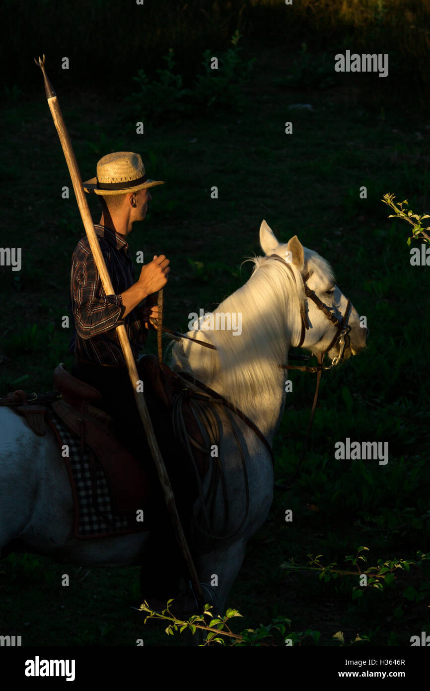 A gardian the cowboy in the camargue, keeping bulls Stock Photo