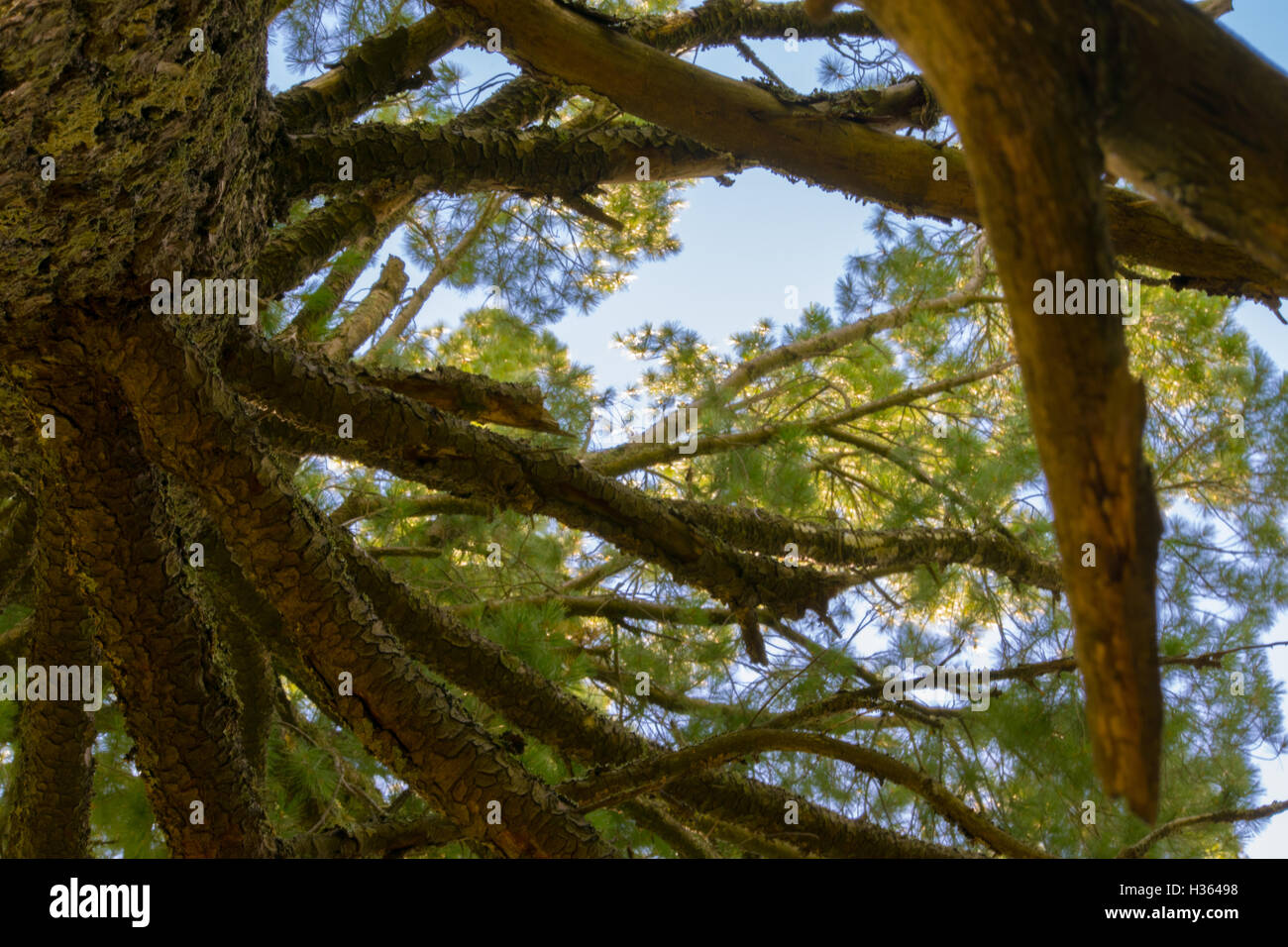 Tree Reaching Into the Sky in Itasca State Park Stock Photo - Alamy