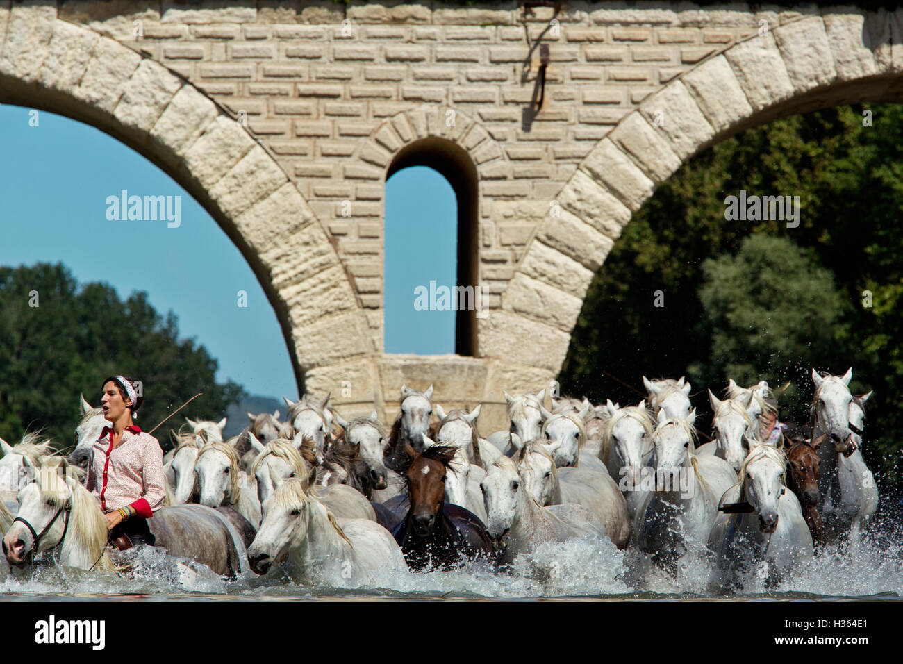 Gaze, White horses running in the water at Sommieres, herault, France Stock Photo