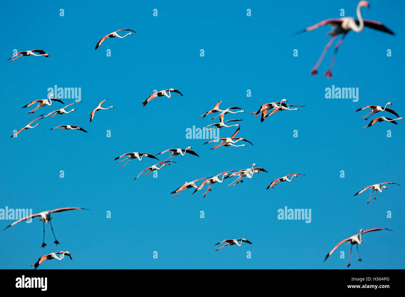Greater Flamingos, Phoenicopterus roseus,Camargue, France Stock Photo
