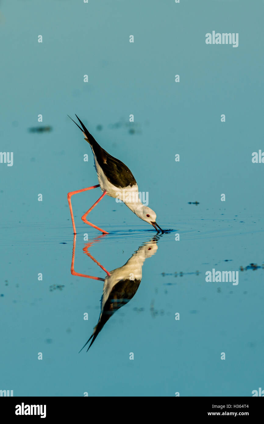 BLACK WINGED STILT, HIMANTOPUS HIMANTOPUS, CAMARGUE, FRANCE Stock Photo