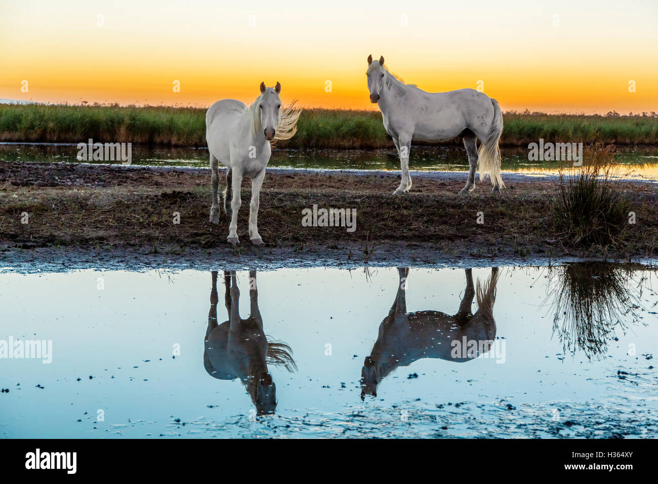 White horses at sunrise in the Camargue, France Stock Photo