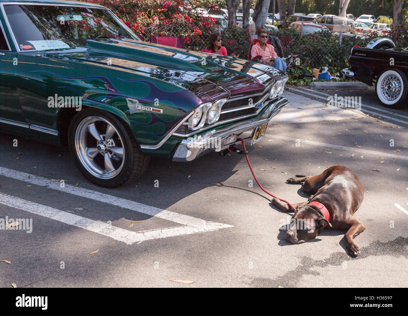 Chevy Chevelle 2016 >> Green And Blue 1969 Chevy Chevelle Owned By John Pettinato Chevy Chevelle 2016 >> Green And Blue 1969 Chevy Chevelle Owned By John Pettinato