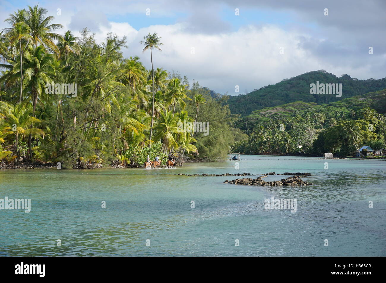 Shallow channel with stone fish trap and tourists riding horses in the water, island of Huahine, South Pacific, French Polynesia Stock Photo