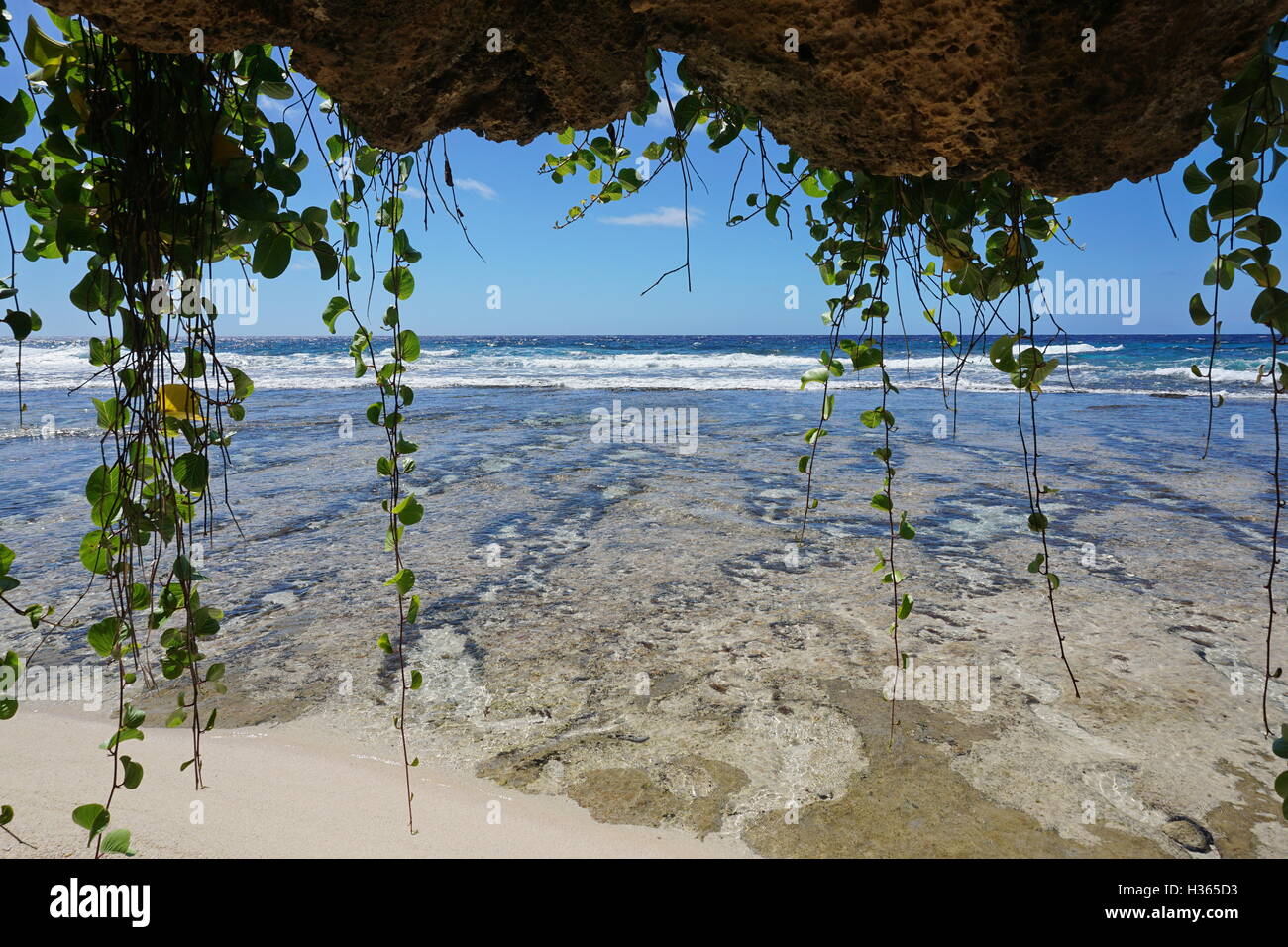 Creeping plant hanging down from the rocks on the sea shore of the island of Rurutu, Pacific ocean, Austral, French Polynesia Stock Photo