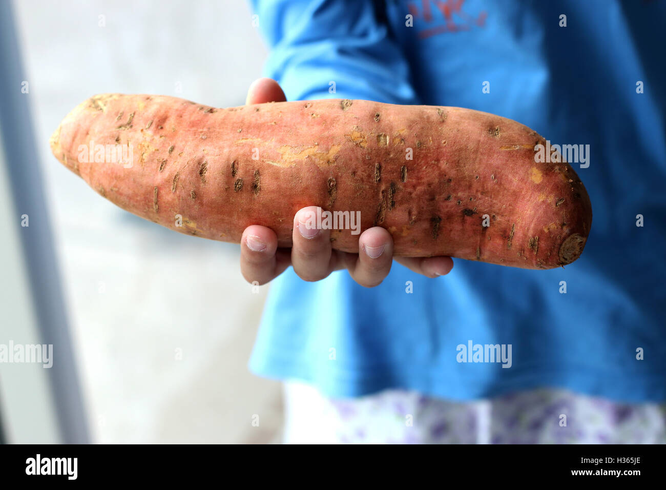 Child holding sweet potato or known as Ipomoea batatas in hand Stock Photo