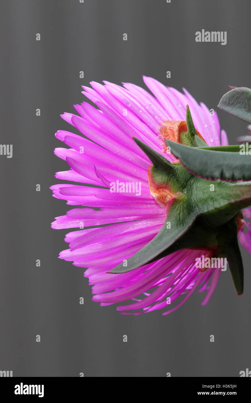 Close up of Ice plant or also known as Carpobrotus edulis  in full bloom - back view Stock Photo