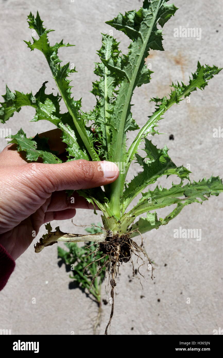 Prickly or Rough Sow thistle - Sonchus asper Whole plant Stock Photo