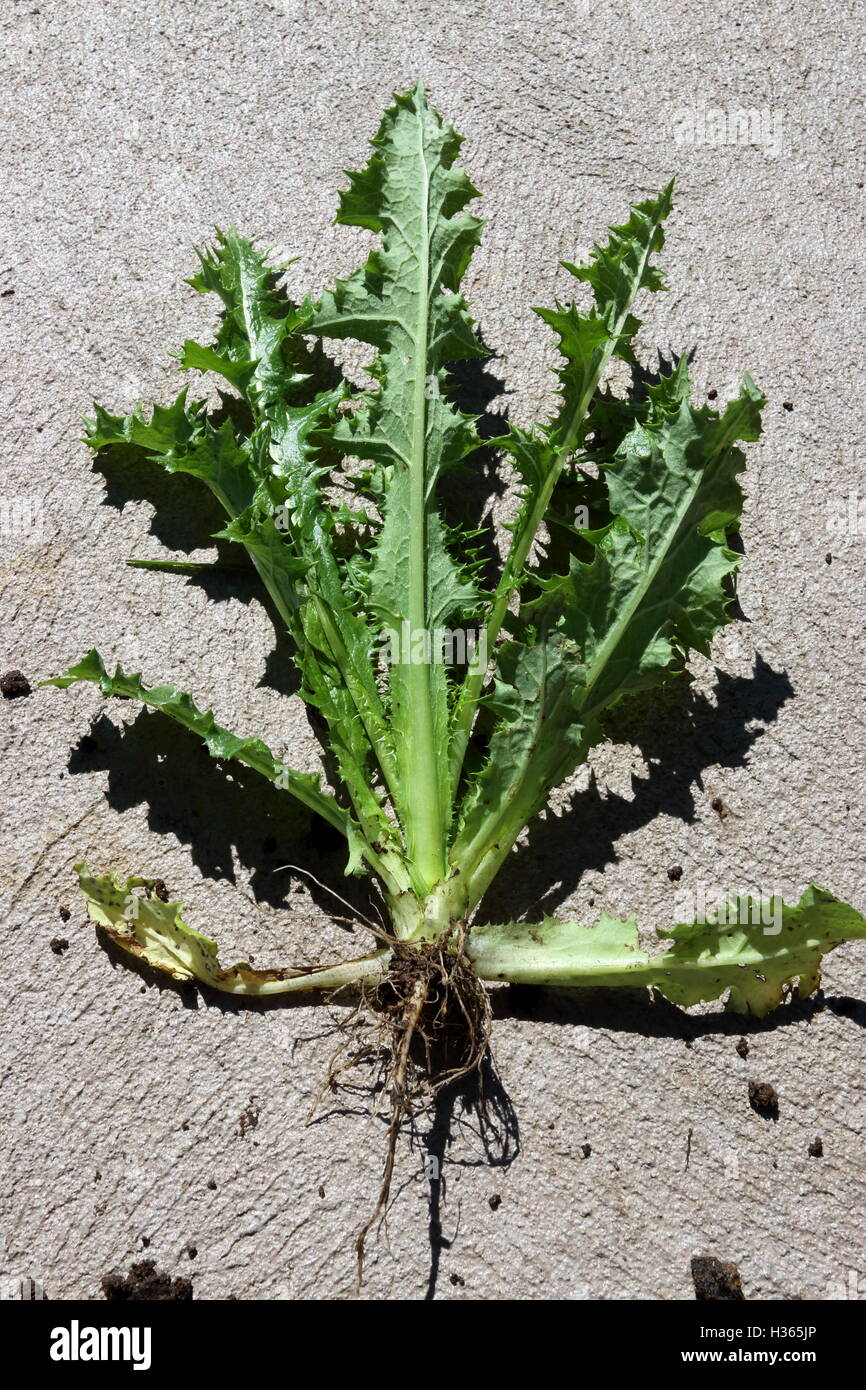 Prickly or Rough Sow thistle - Sonchus asper Whole plant Stock Photo