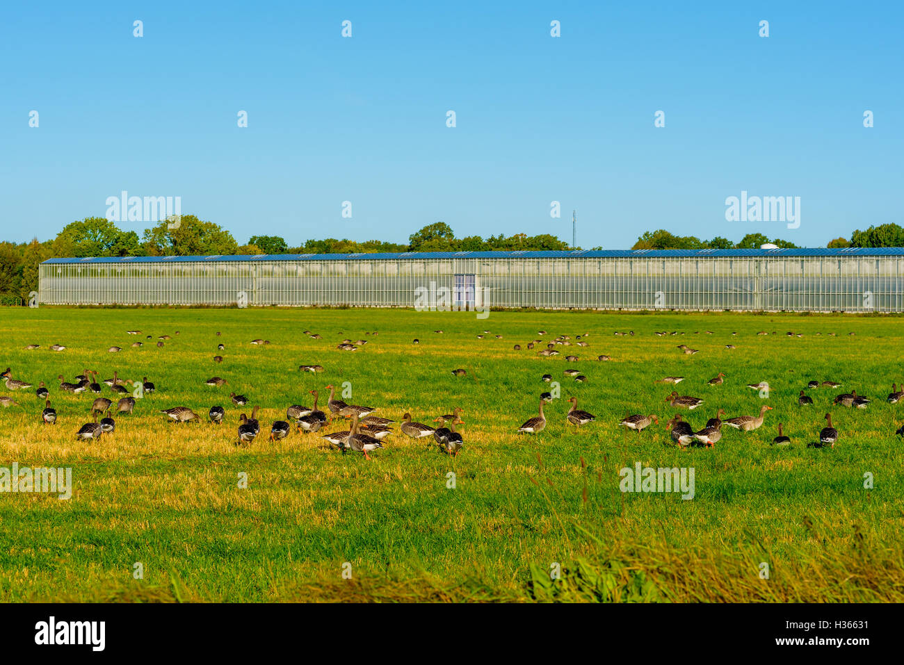 Greylag goose (Anser anser), here seen in numbers on a farmers field in front of a distant greenhouse one morning in early autum Stock Photo