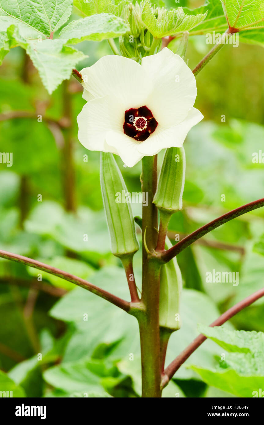 Okra flower and fruit vegetable organic agriculture gardening Stock Photo
