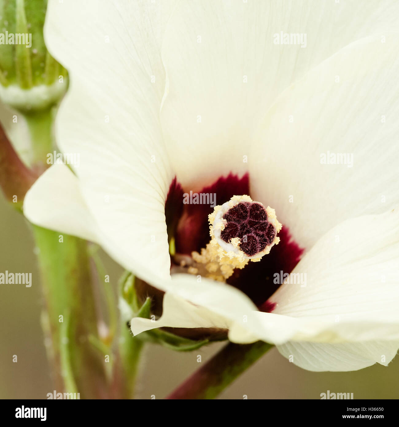 Okra flower and fruit vegetable organic agriculture gardening square Stock Photo