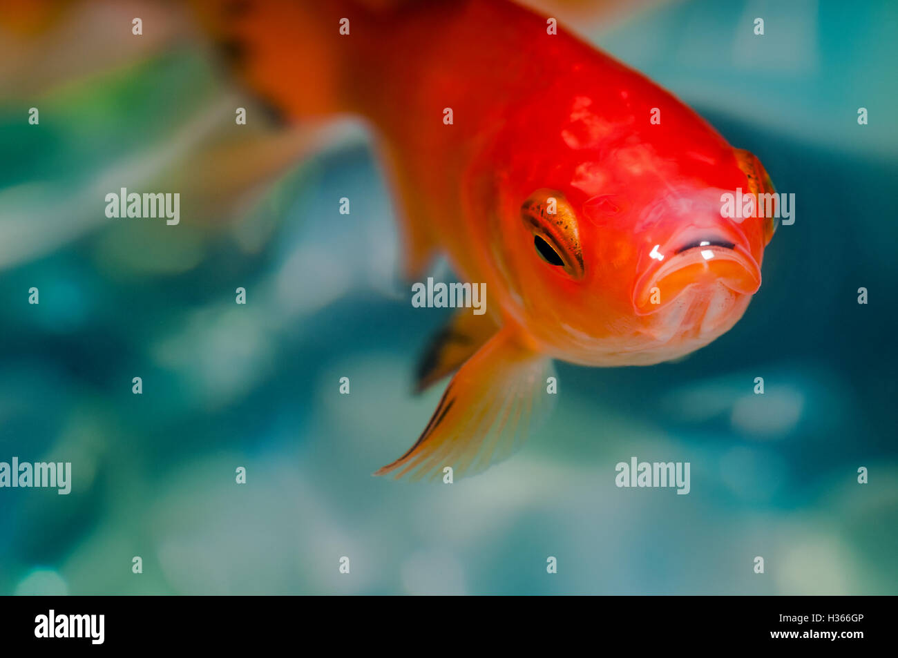 Closeup goldfish macro bright red orange colour Stock Photo