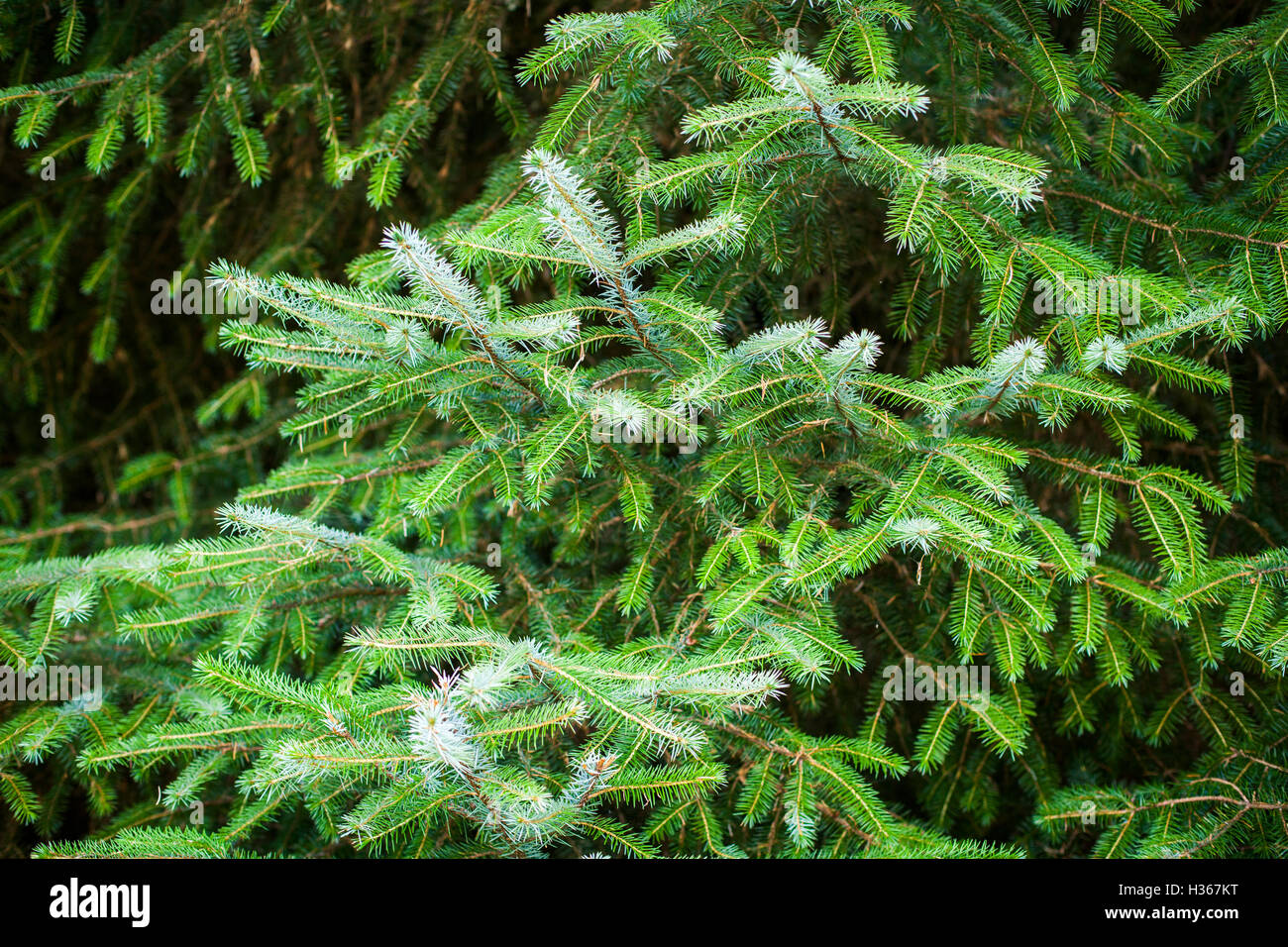 Pine tree branches Stock Photo Alamy