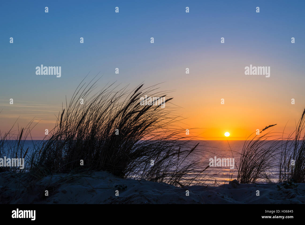 Sunset on atlantic ocean, beach grass silhouette in Lacanau France Stock Photo