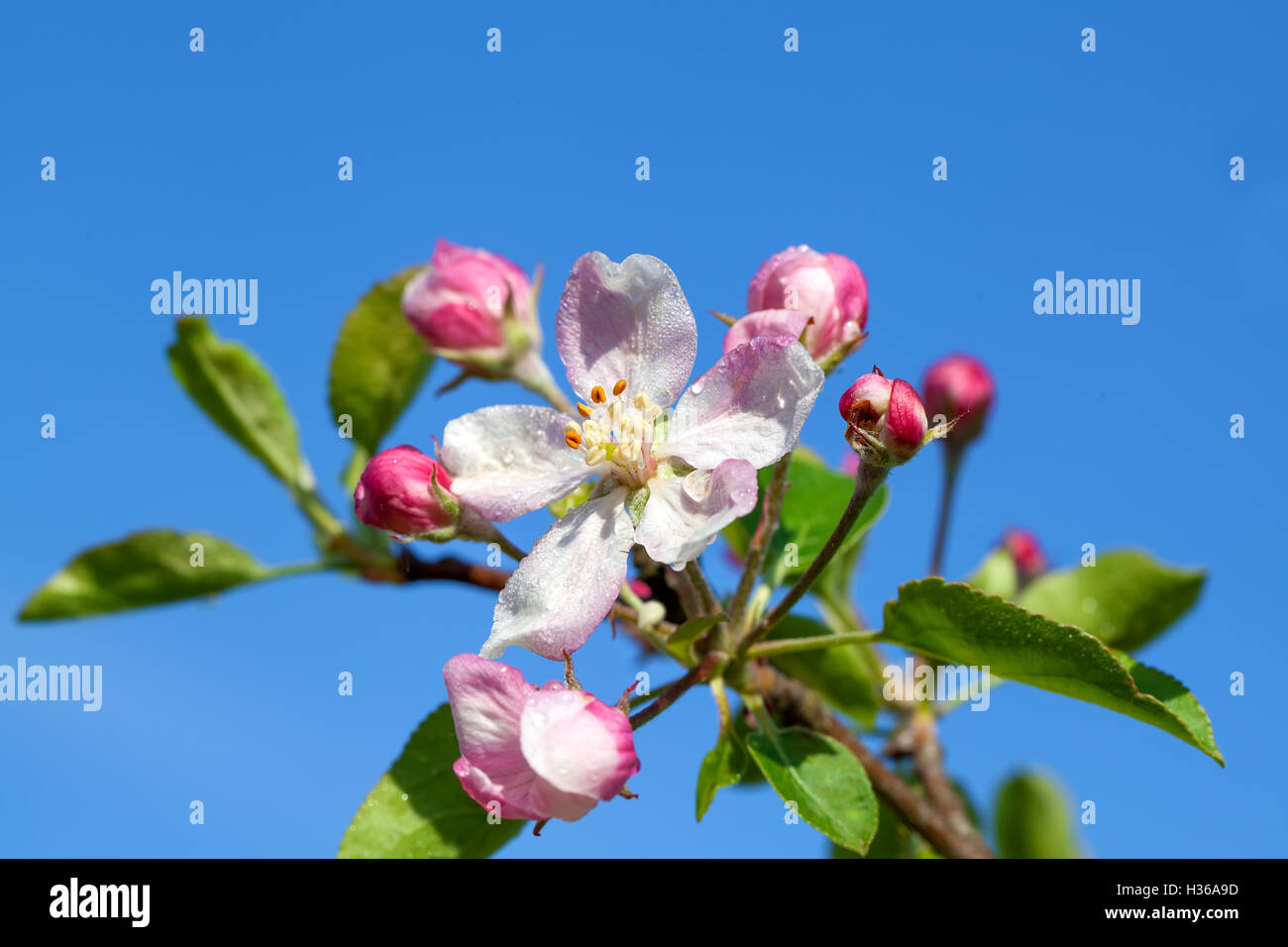 apple blossom. close up of a beautiful spring apple tree against Stock ...