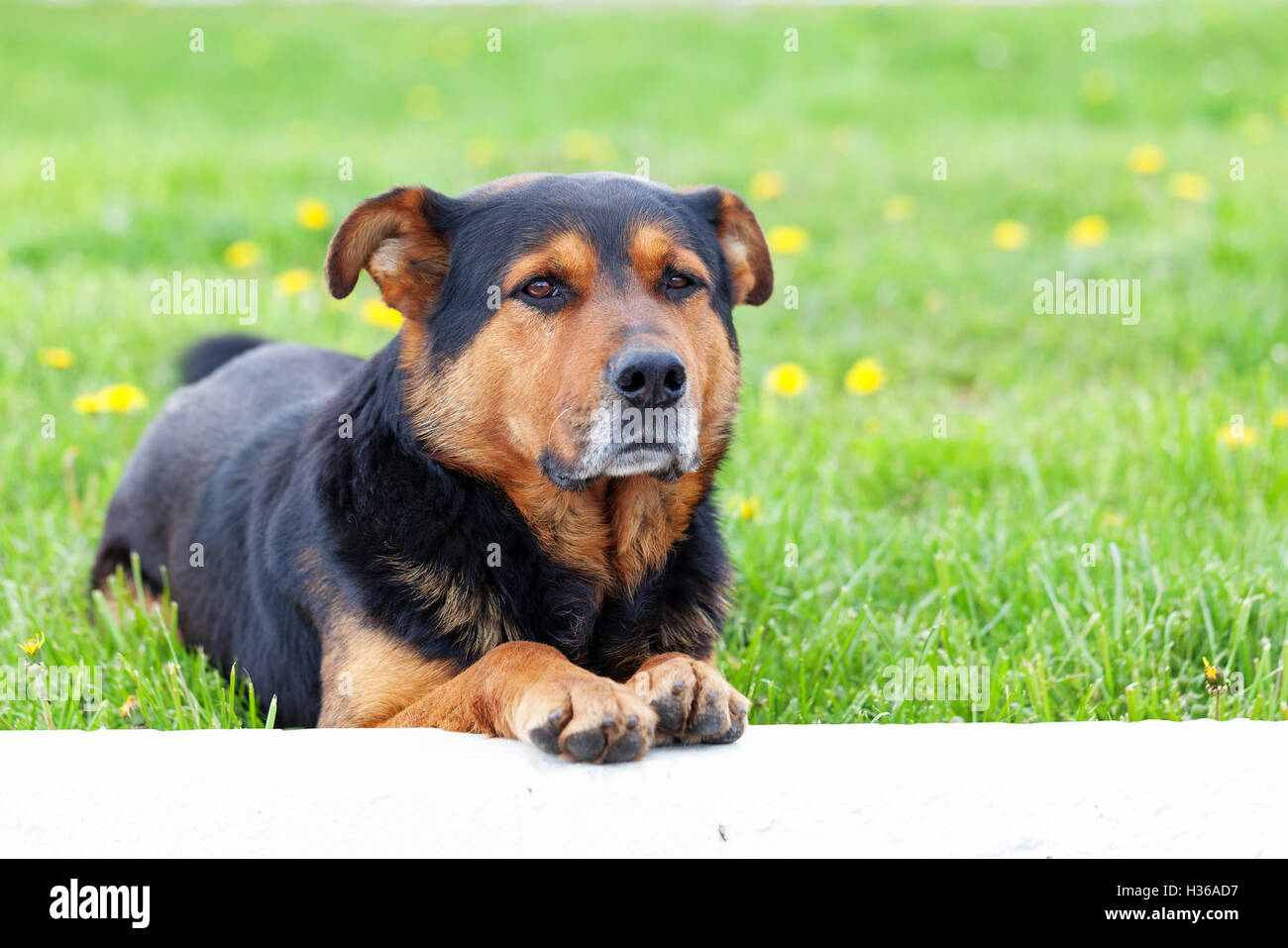 Dog portret over green grass Stock Photo