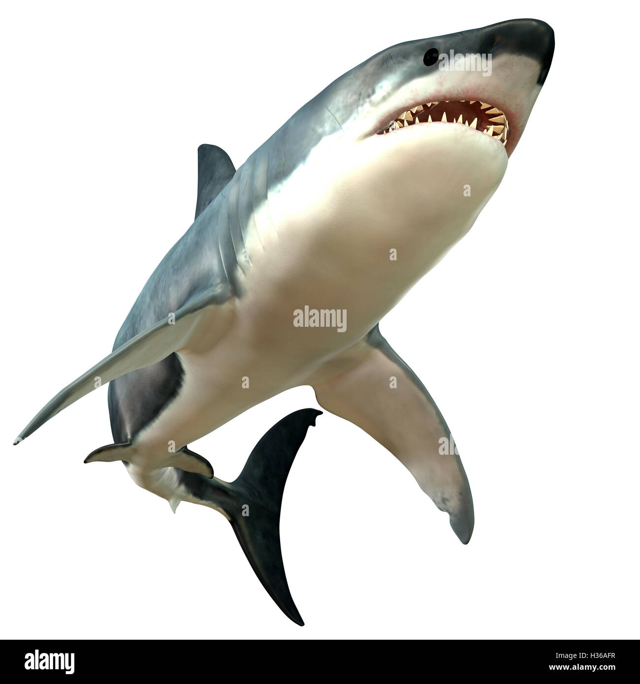 Shark body hi-res stock photography and images - Alamy