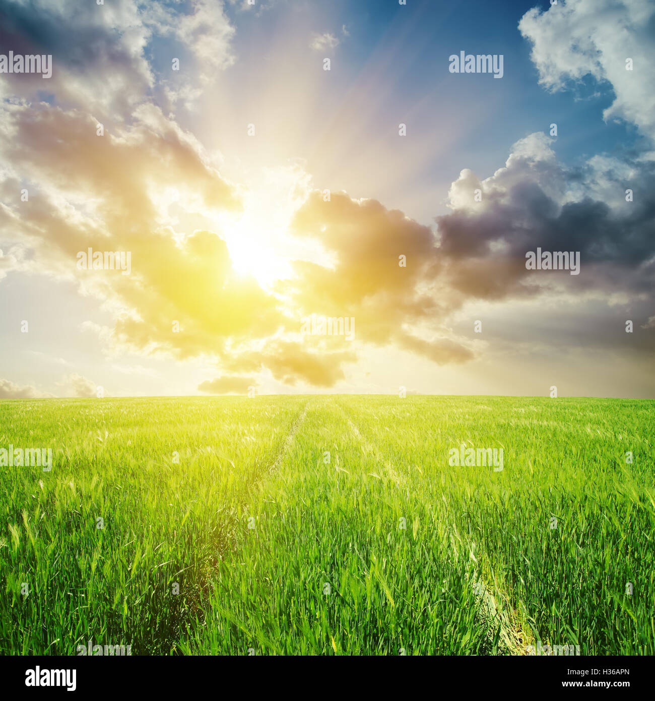green field and sunset in clouds Stock Photo - Alamy